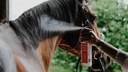 REKOR Démêlant brillance - Show Coat