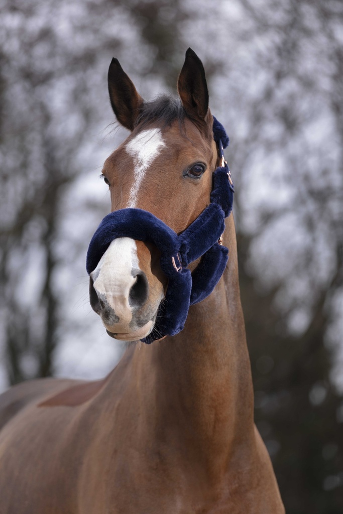 EQUITHÈME Licol - Teddy or rose