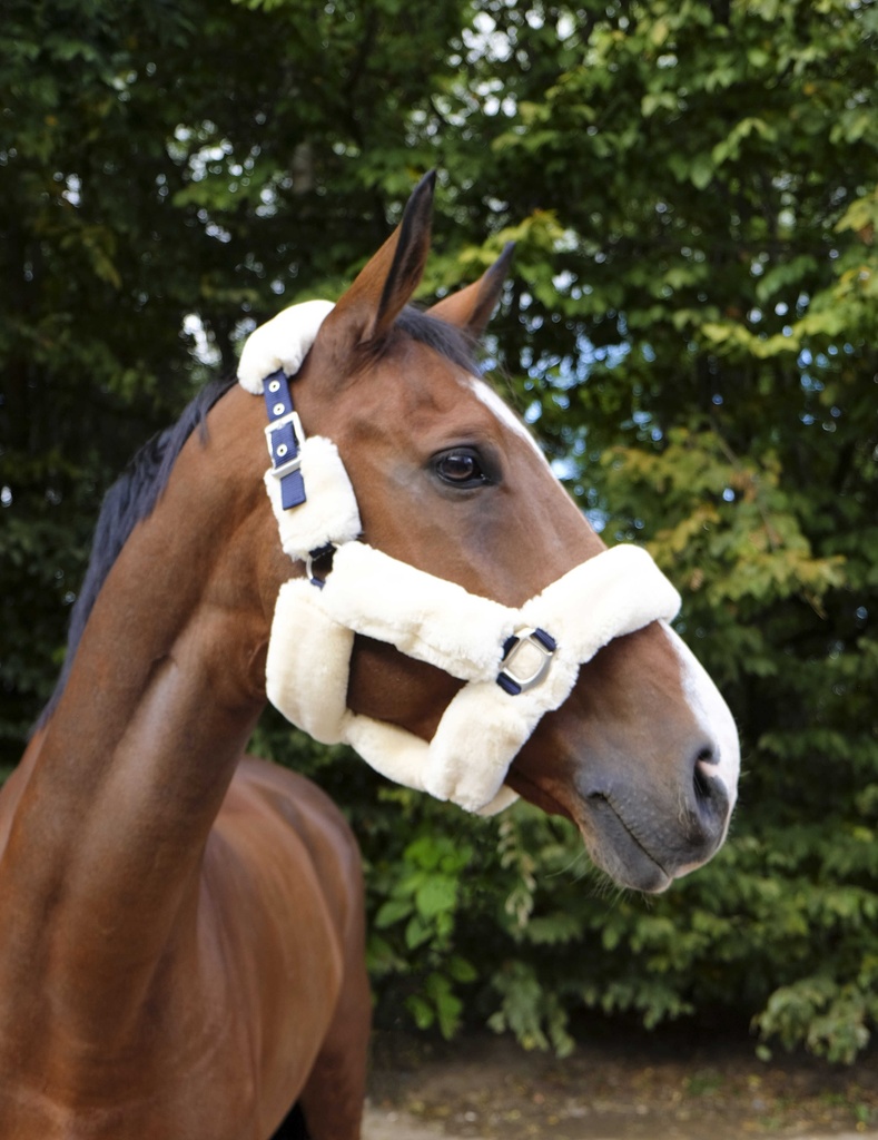 EQUITHÈME “Teddy” licol