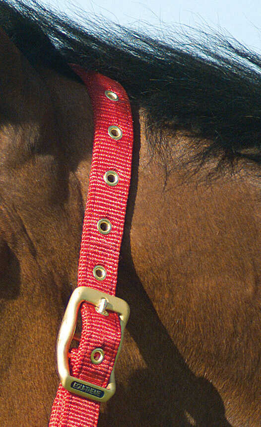 EQUITHÈME Licol - Nylon