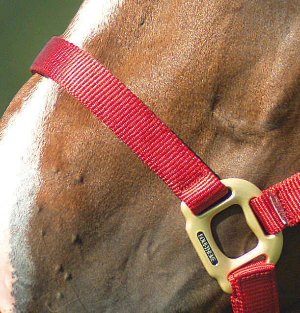 EQUITHÈME Licol - Nylon