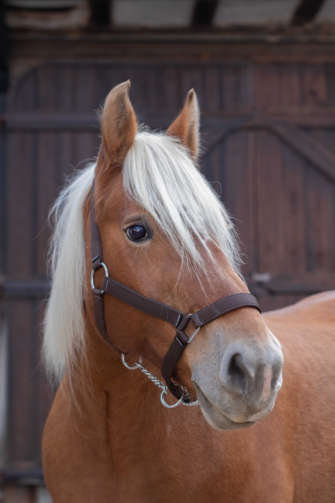 Licol NORTON PRO pour cheval de trait