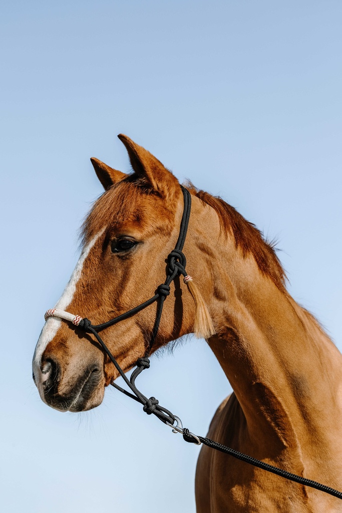 WESTRIDE ethological licol - Western