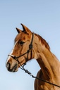 WESTRIDE ethological licol - Western