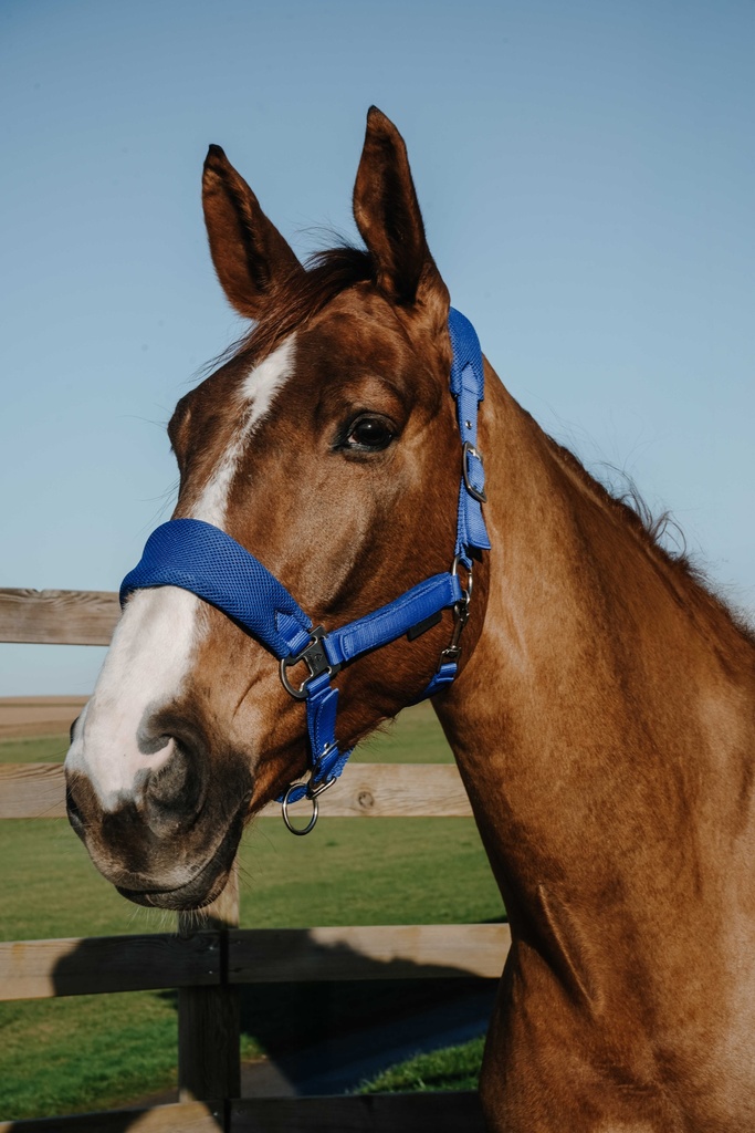 Licol EQUITHÈME – Breeze