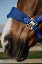 Licol EQUITHÈME – Breeze