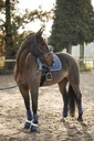 Guêtres de dressage LAMI-CELL - LC, vue 53