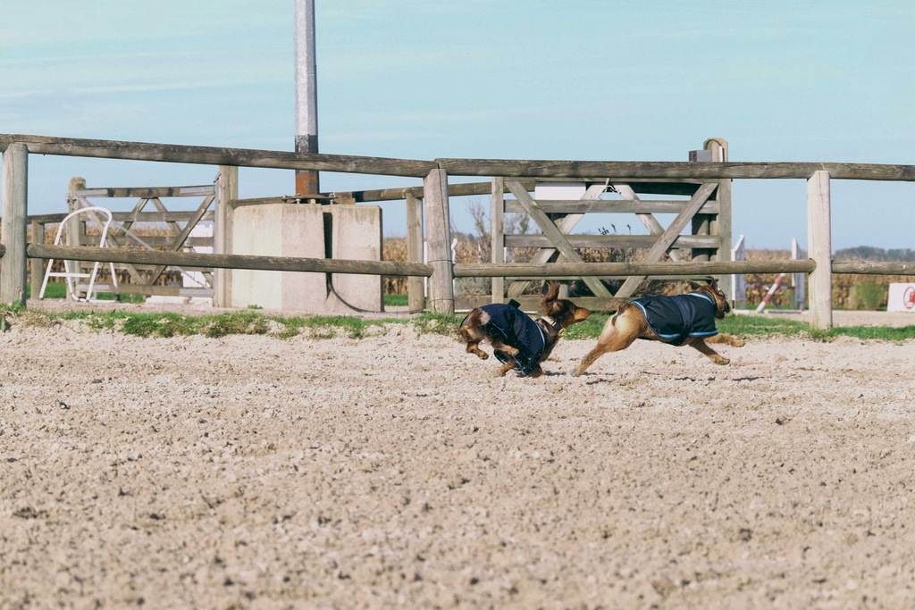 RIDING WORLD Manteau pour chien - Polaire, vue 5
