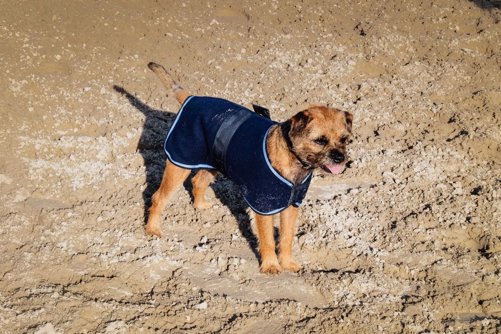 RIDING WORLD Manteau pour chien - Polaire, vue 10