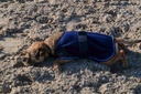 RIDING WORLD Manteau pour chien - Polaire, vue 11