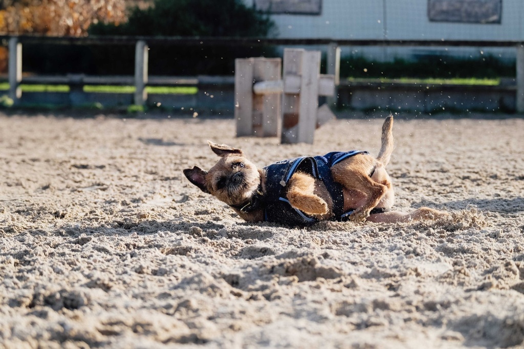 RIDING WORLD Manteau pour chien - Polaire, vue 12