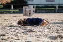 RIDING WORLD Manteau pour chien - Polaire, vue 13