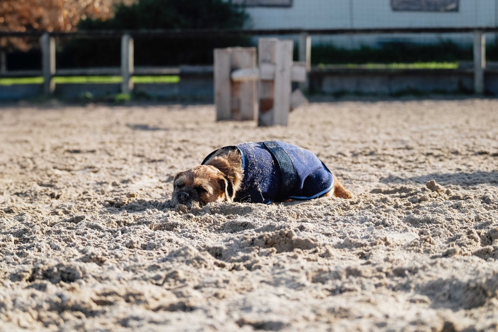 RIDING WORLD Manteau pour chien - Polaire, vue 14
