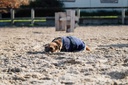 RIDING WORLD Manteau pour chien - Polaire, vue 14