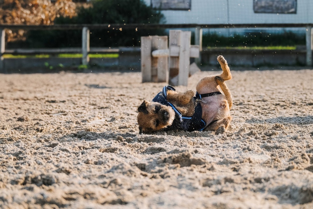 RIDING WORLD Manteau pour chien - Polaire, vue 15