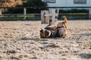 RIDING WORLD Manteau pour chien - Polaire, vue 15