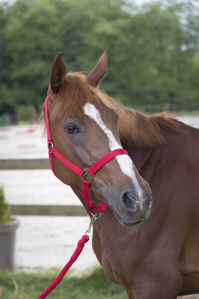 Licol + lead RIDING WORLD - Club, vue 5