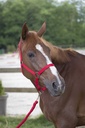 Licol + lead RIDING WORLD - Club, vue 5