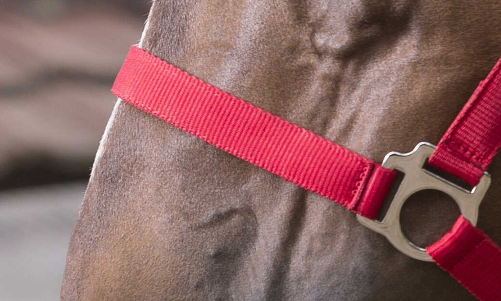 Licol + lead RIDING WORLD - Club, vue 7