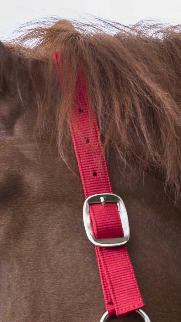 Licol + lead RIDING WORLD - Club, vue 8