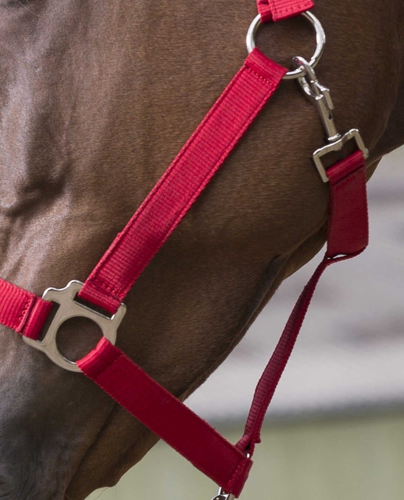Licol + lead RIDING WORLD - Club, vue 9