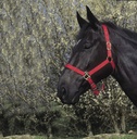RIDING WORLD Licol, vue 3