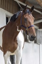 RIDING WORLD Licol, vue 4