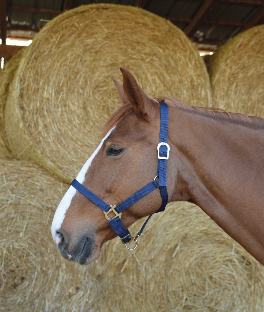 RIDING WORLD Licol, vue 5