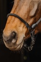 NORTON cuir/corde licol, vue 2