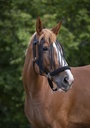 Frontal chasse-mouches NORTON