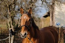NORTON Bridon/Licol - TRAINING, vue 2