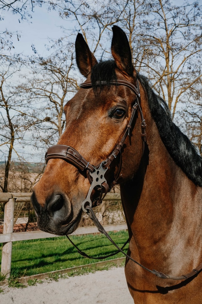 Hackamore NORTON Bridon - Compet, vue 2
