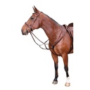 Collier de chasse, élastique