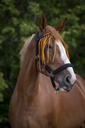 Frontal chasse-mouches NORTON