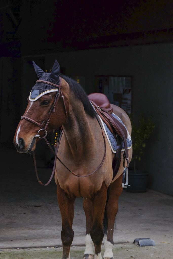 Bonnet chasse-mouches EQUITHÈME "Denim"