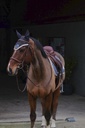 Bonnet chasse-mouches EQUITHÈME "Denim"