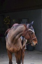 Bonnet chasse-mouches EQUITHÈME "Denim"