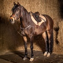 Tapis de selle Oxer