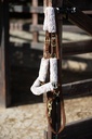 Licol et longe Jochberg WI24