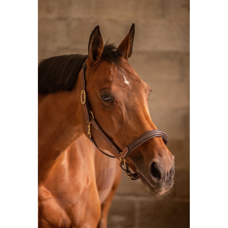 Licol cuir 3 mousquetons - PADDOCK - 3