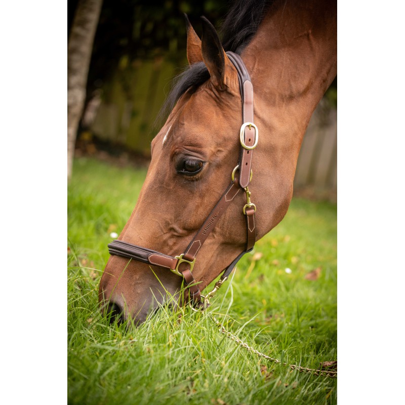 Licol cuir 3 mousquetons - PADDOCK - 6