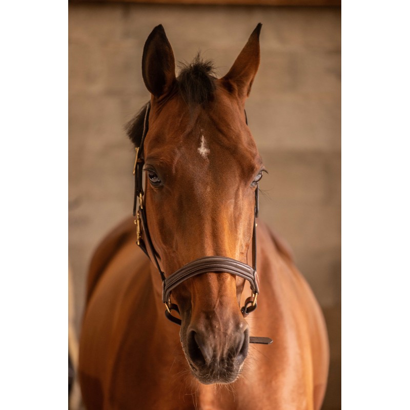 Licol cuir 3 mousquetons - PADDOCK - 16