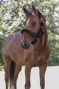 Licol NORTON "Full mouton synthétique"