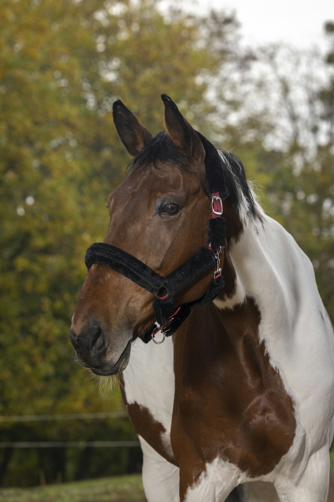 Licol NORTON "Full mouton synthétique"