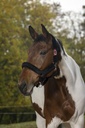 Licol NORTON "Full mouton synthétique"
