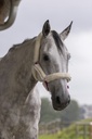 Licol NORTON "Full mouton synthétique"