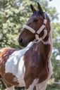 Licol NORTON "Full mouton synthétique"