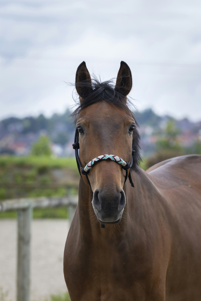 Licol éthologique NORTON "Pearl"