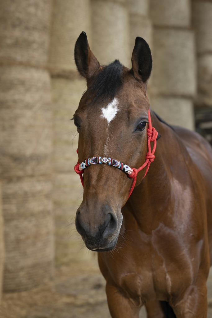 Licol éthologique NORTON "Pearl"