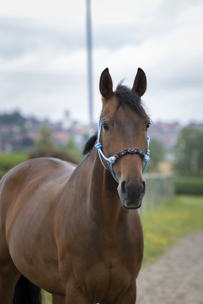 Licol éthologique NORTON "Pearl"